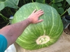 1578* Holub (615 Cantrell x self) Squash - July 22 2014