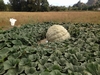 1578* Holub (615 Cantrell x self) Squash - September 9, 2014